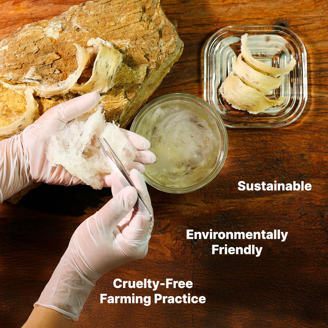 PREMIUM WHITE BIRD NEST